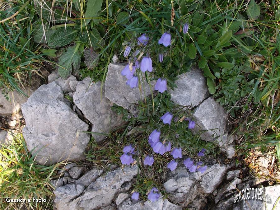 4 CAMPANULA SOLDANINA.jpg